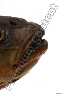 Common chub Squalius cephalus mouth 0002.jpg